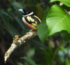 Eurylaimus ochromalus