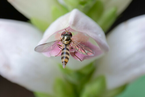 Banded Thintail photo 6