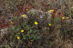 Calendula suffruticosa