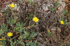 Calendula suffruticosa