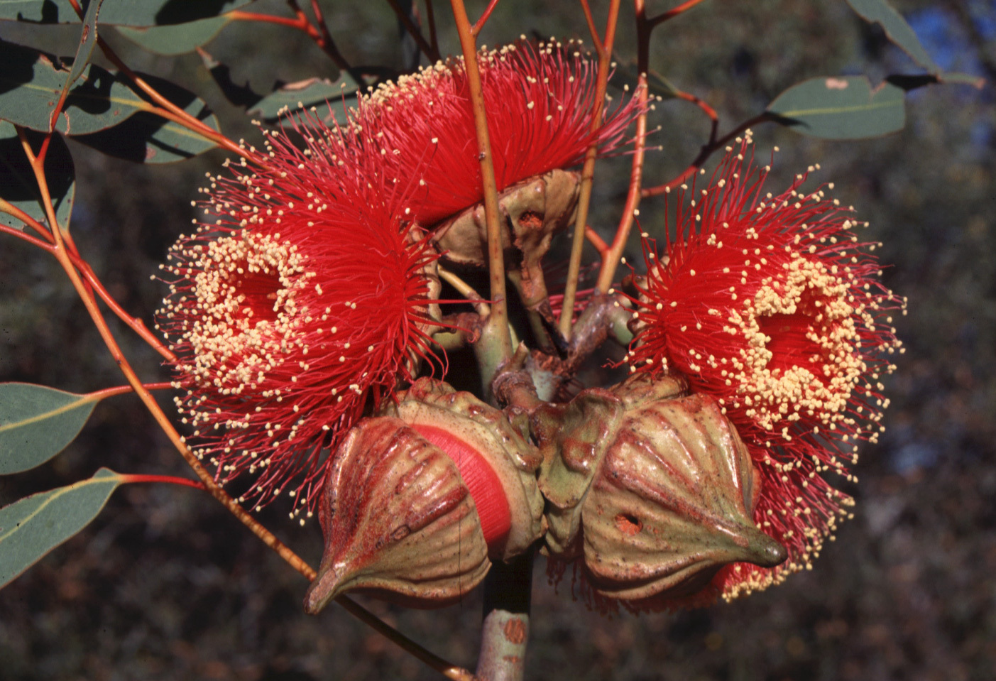 Eucalyptus youngiana