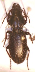 Mecodema crenaticolle