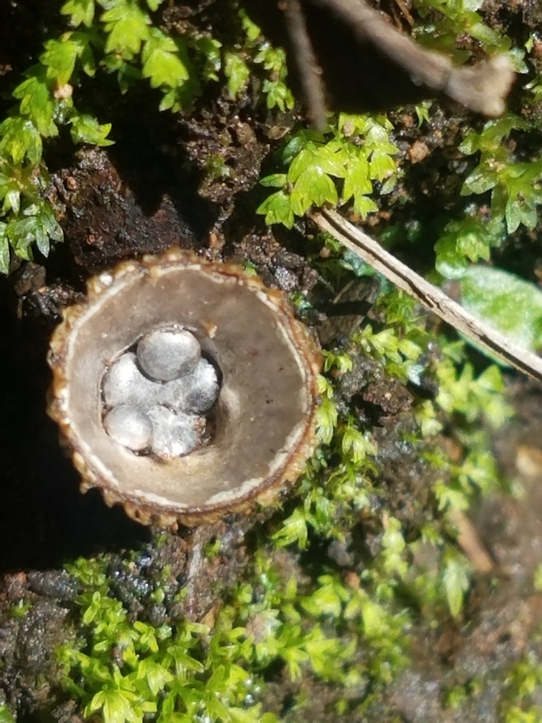 field bird's nest fungus from Bosque Uakusi on August 12, 2023 at 1032