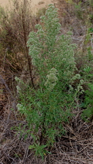 Eupatorium × pinnatifidum