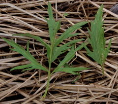 Eupatorium × pinnatifidum