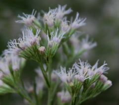 Eupatorium × pinnatifidum