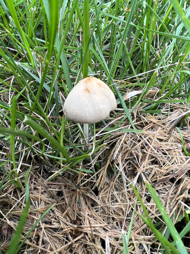 Conocybe apala apala from Southeastway Park, Indianapolis, IN, US on ...