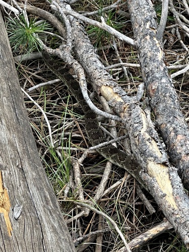 iNaturalist observation photo of Northern Pacific Rattlesnake