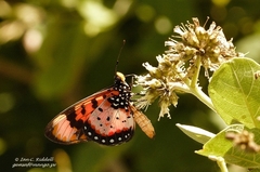 Acraea acara