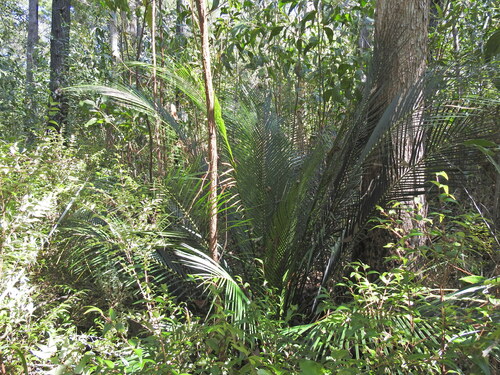 Image of Macrozamia douglasii by (c) Scott W. Gavins, some rights reserved (CC BY)