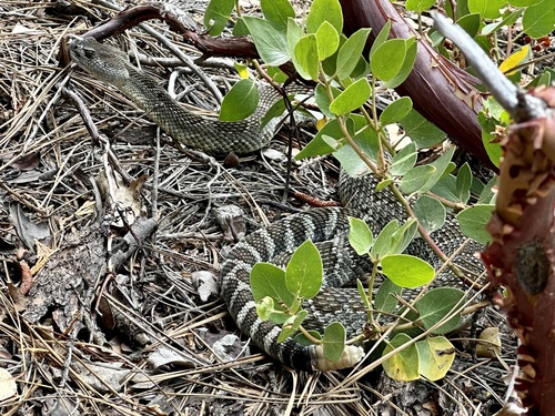 iNaturalist observation photo of Northern Pacific Rattlesnake