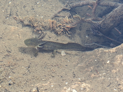 Western Tiger Salamander