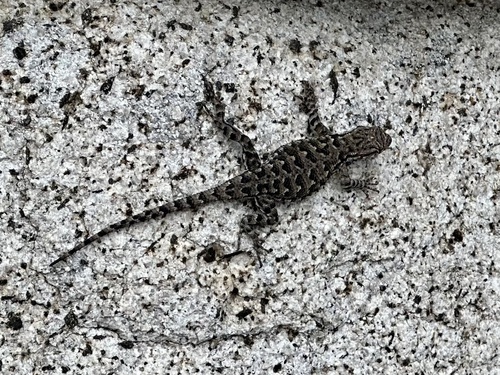 iNaturalist observation photo of Western Fence Lizard