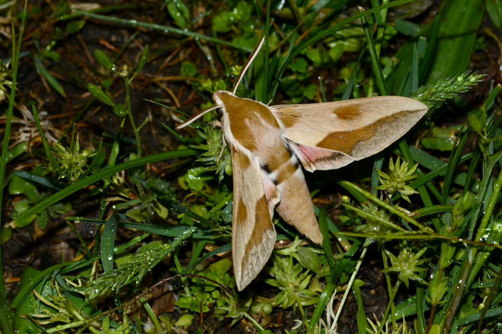 Hyles centralasiae