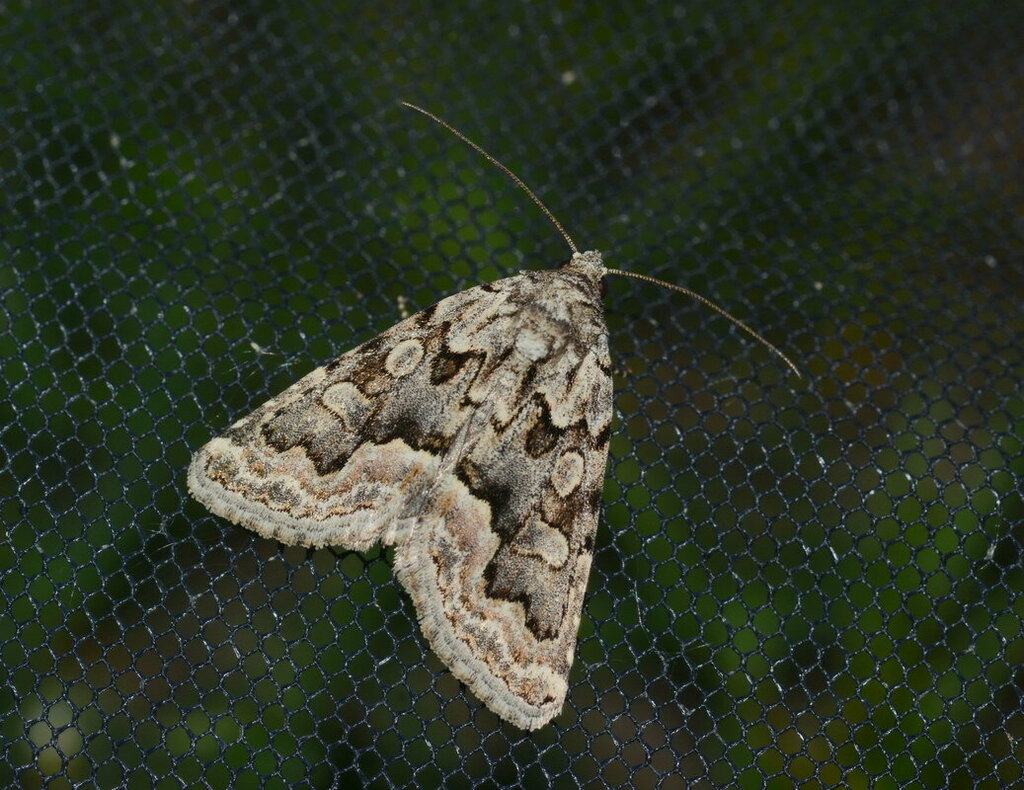 Hecatera mirabilis