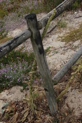 Verbascum litigiosum