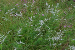 Eupatorium leptophyllum