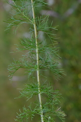 Eupatorium leptophyllum