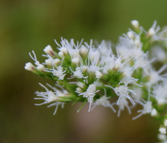 Eupatorium leptophyllum