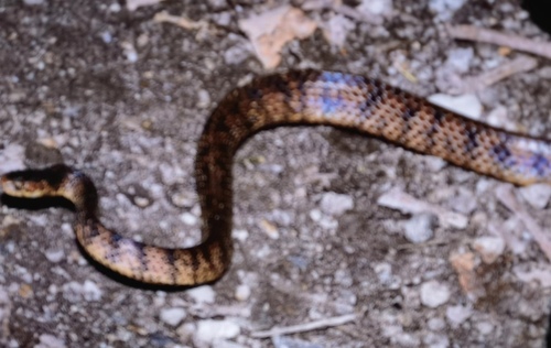 Pareas vindumi
