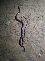 Scolecomorphus kirkii