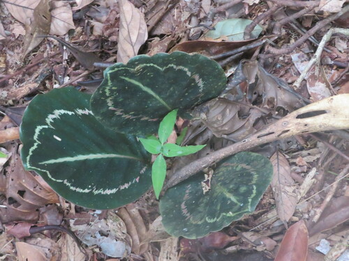 Goeppertia roseopicta