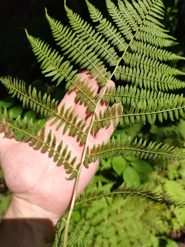 Athyrium sinense iNat (3)