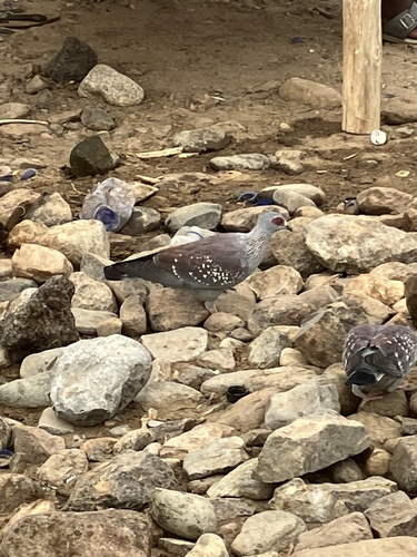 Speckled Pigeon