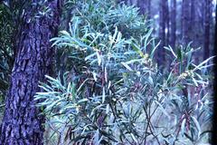 Phyllodineae