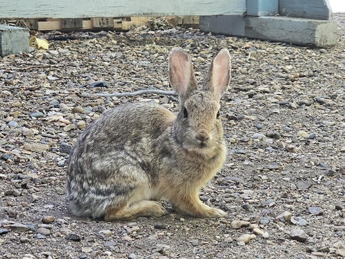 Mountain Cottontail (Sylvilagus nuttallii), a species recorded in Nevada