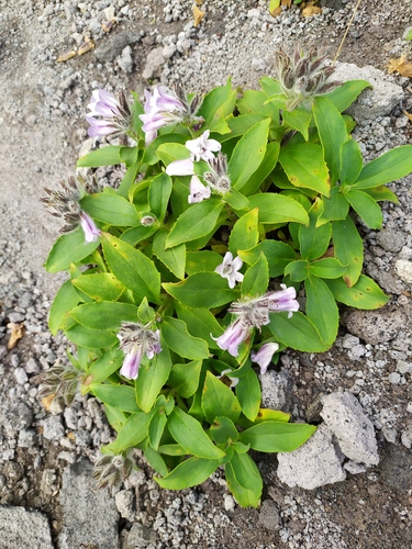 Pennellianthus frutescens iNat (3)