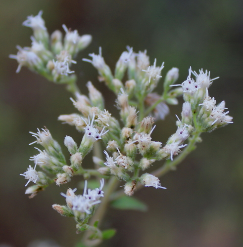 Eupatorium pilosum Walter