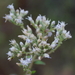 Rough Boneset - Photo (c) Alvin Diamond, some rights reserved (CC BY-NC), uploaded by Alvin Diamond