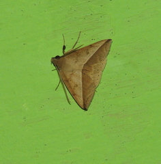 Ugia