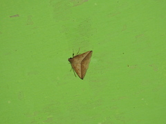 Ugia