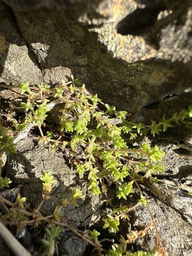 Crassula sieberiana