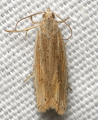 Eucosma ambodaidaleia