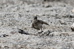 Alaudala heinei