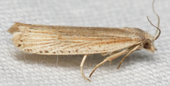 Eucosma ambodaidaleia