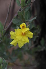 Cistus halimifolius