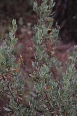 Cistus halimifolius