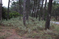 Cistus halimifolius