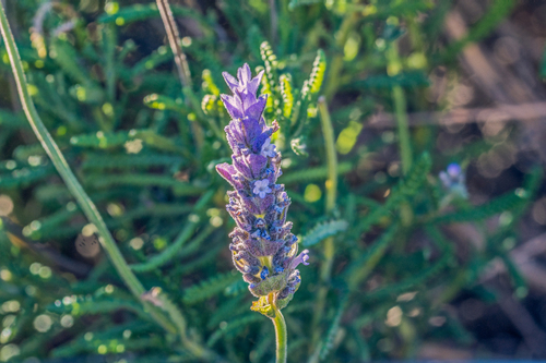 Lavandula dentata