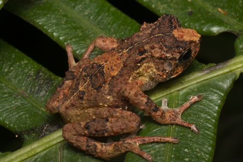 Paula's Viviparous Toad, Nectophrynoides paulae