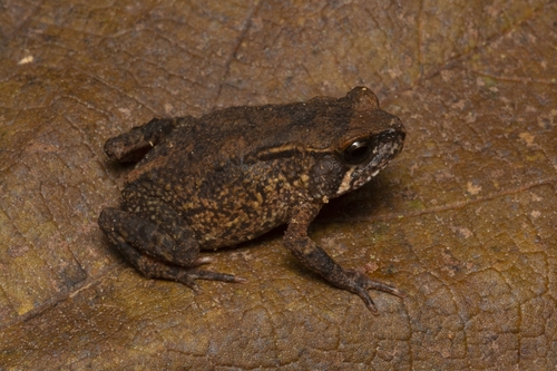 Wide-headed Viviparous Toad, Nectophrynoides laticeps