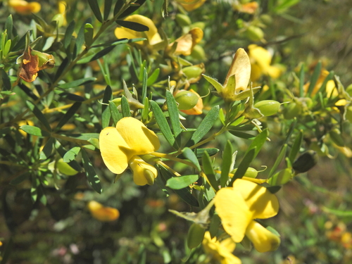 Image of Golden Glory Pea (Gompholobium virgatum) by (c) Scott W. Gavins, some rights reserved (CC BY)