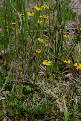Helenium brevifolium