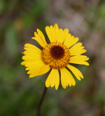Helenium brevifolium