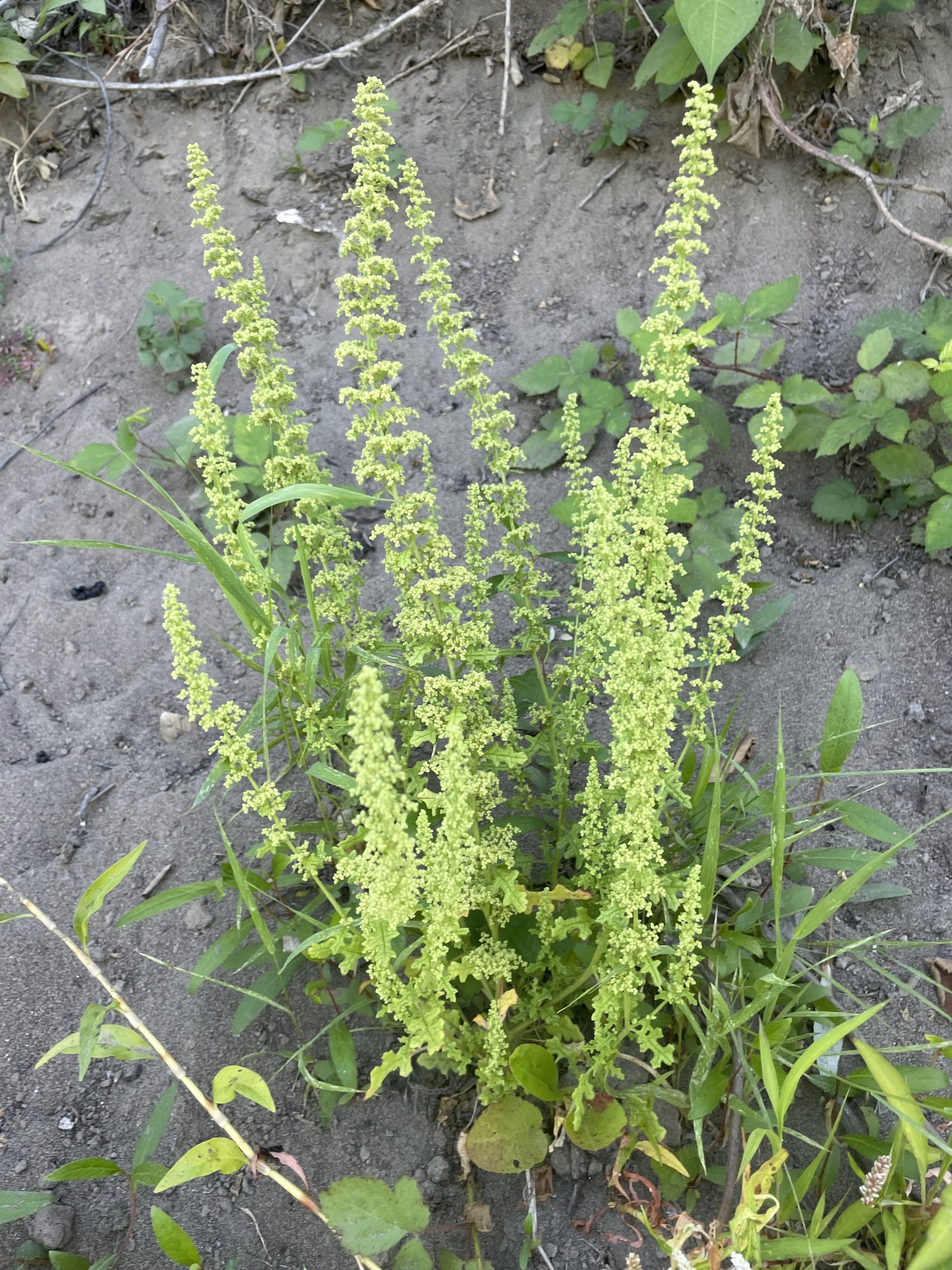 Dysphania botrys