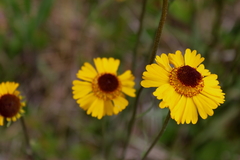 Helenium brevifolium